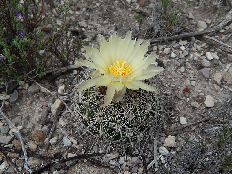 Coryphantha delicata 11