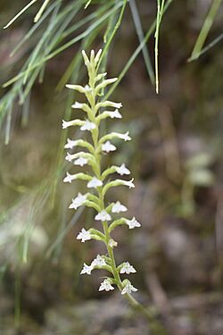 Costa Rican Lady's Tresses.jpg