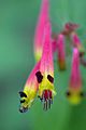 Cuphea cyanea strybing