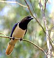 Cyanocorax cristatellus 1