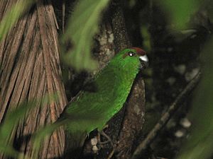 Archivo:Cyanoramphus cookii -Palm Glen, Norfolk Island, Australia-8