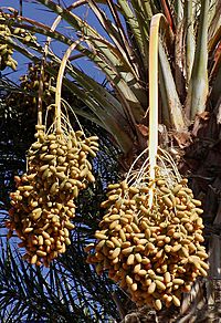 Archivo:Dates on date palm
