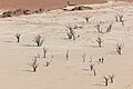 Dead Vlei, Sossusvlei, Namibia, 2018-08-06, DD 058