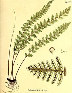Die Farrnkräuter in kolorirten Abbildungen naturgetreu Erläutert und Beschrieben (1840) (20291303514).jpg