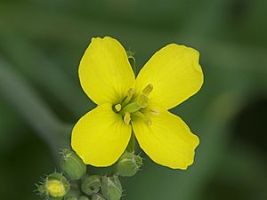 Archivo:Diplotaxis tenuifolia, wilde rucola bloem (1)