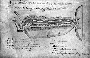 Archivo:Drawing of the pancreas; J.G. Wirsung Wellcome L0003259