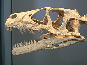 Archivo:Dromaeosaurus skull paris