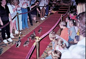 Archivo:Ducks Marching at Peabody Hotel