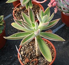 Archivo:Echeveria coccinea 2