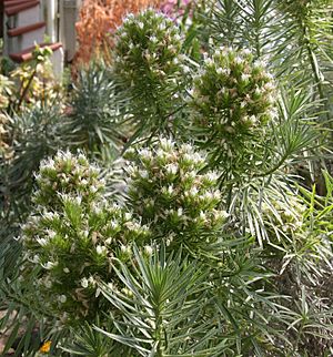 Archivo:Echium aculeatum