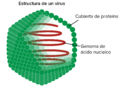 Estructura de un virus