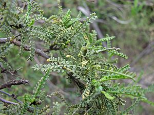 Archivo:Fabaceae - Adesmia balsamica Bertero ex Colla (Fundación JBN de Viña del Mar) -002