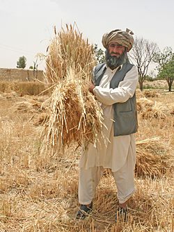 Farmer in Pakistan.jpg