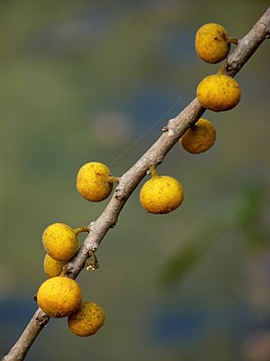 Archivo:Ficus exasperata by kadavoor