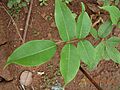Flacourtia indica-1