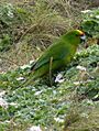 Forbe's parakeet