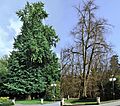 GINKGOBAUM-1