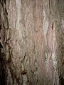 Glochidion ferdinandi bark