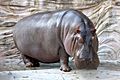 Hippopotamus - 04
