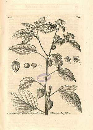 Archivo:Hortus Elthamensis plate 012