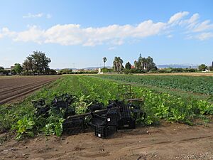 Archivo:Huertas para el cultivo de verduras (L'Aldea, España)