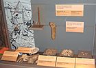 Conchas, huesos, espinas, etc. recogidos en los conchales de Oronsay. La vitrina es del Kelvingrove Art Gallery and Museum de Glasgow.