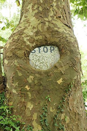 Archivo:Inclusion d'un panneau Stop 2017