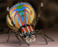 Male peacock spider2