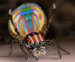 Male peacock spider2.svg