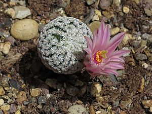 Archivo:Mammillaria pectinifera 5