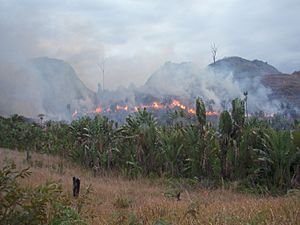 Archivo:Manantenina bushfire