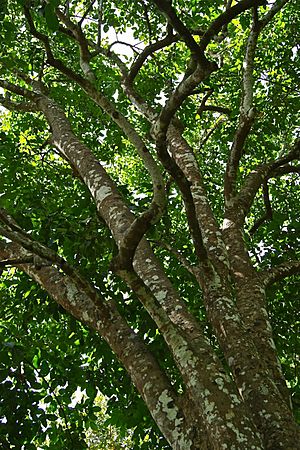 Archivo:Mature Santol tree in the Philippines -- 1