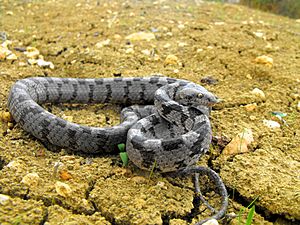 Archivo:Mediterranean Cat Snake