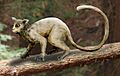 Necrolemur NT