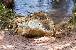 Archivo:Orinoco crocodile Cocodrilo del Orinoco (Crocodylus intermedius)