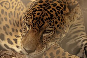 Archivo:Panthera onca. Jaguar. Costa Rica
