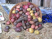 Archivo:Papas de colores de Chiloe