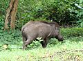 PeterMaas-India-MudumalaiNationalPark-WildBoar
