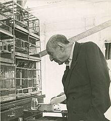 Photo Portrait of the Italian poet Umberto Saba while watching birds in aviaries, 1950 - Touring Club Italiano 11 5508.jpg