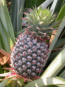 Archivo:Pineapple1