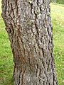 Pinus devoniana 04
