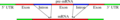 Pre-mRNA to mRNA