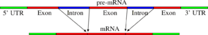 Archivo:Pre-mRNA to mRNA