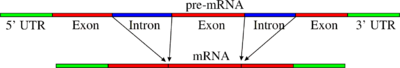 Archivo:Pre-mRNA to mRNA
