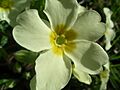 Primrose thrum