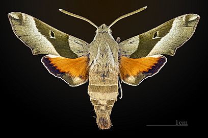 Proserpinus juanita MHNT CUT 2010 0 11 dorsal