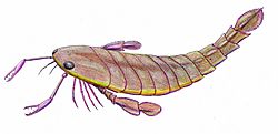 Pterygotus anglicus reconstruction.jpg