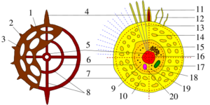Archivo:Radiolaria scheme