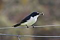 Restless flycatcher with huntsman