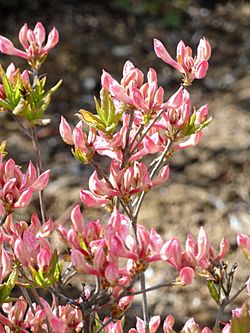 Rhododendron prinophyllum - University of Copenhagen Botanical Garden - DSC07605.JPG